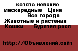 котята невские маскарадные › Цена ­ 18 000 - Все города Животные и растения » Кошки   . Бурятия респ.